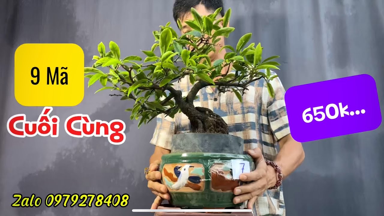 9Mã Mai Bonsai Mini Cuối Cùng Lên Sóng, Những Cây Già Tay Cành Đẹp Giá Từ 650k Bao Ship