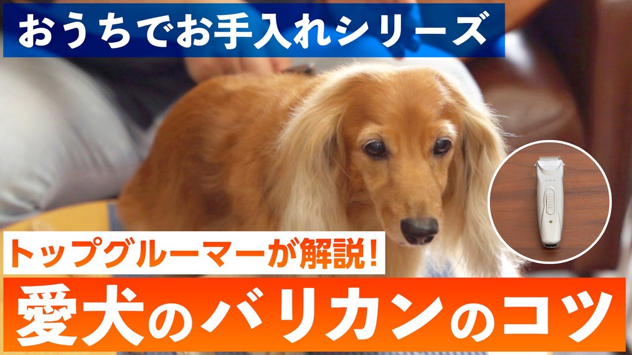 【おうちでお手入れシリーズ】ご自宅で愛犬のバリカンをカンタンに♪おうちでできるバリカンでのカット方法をトップグルーマーがわかりやすく解説します。