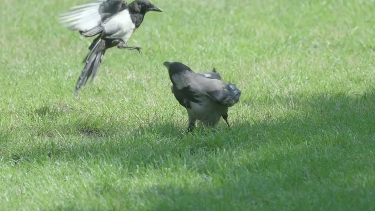 Mischevious Magpie