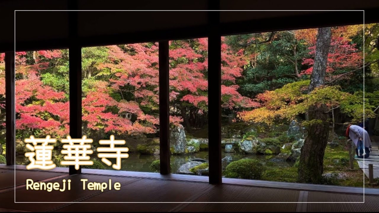 【日本庭園 4K】京都「蓮華寺」の紅葉🍁Japanese garden in Kyoto. Autumn leaves of Rengeji Temple.