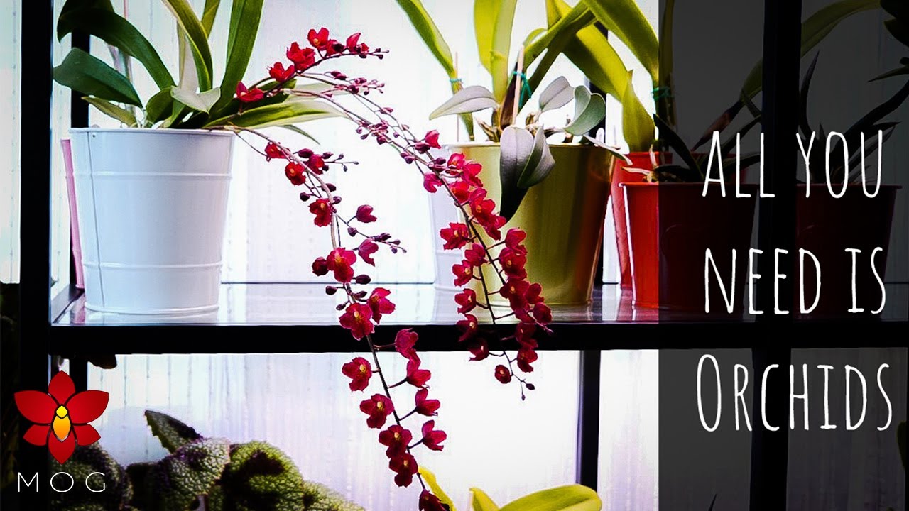 Breathtaking Orchids you CAN grow at home! - Honestly, better than any other houseplants 🤷🏻‍♀️