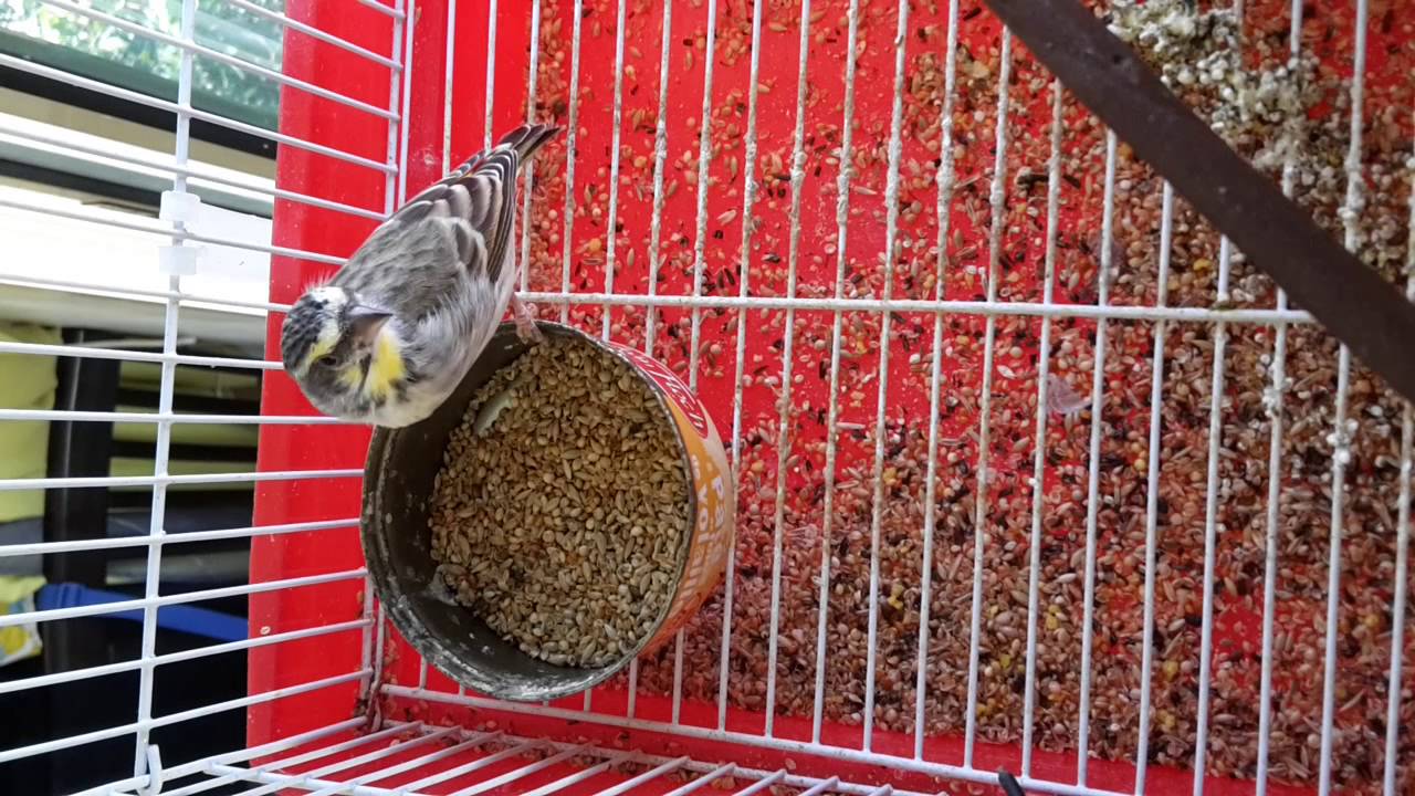 Serin X croupion jaune vito974