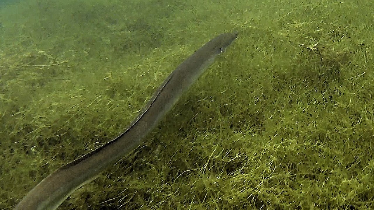 Pogoria 4 - strona zachodnia charakterystyka łowiska