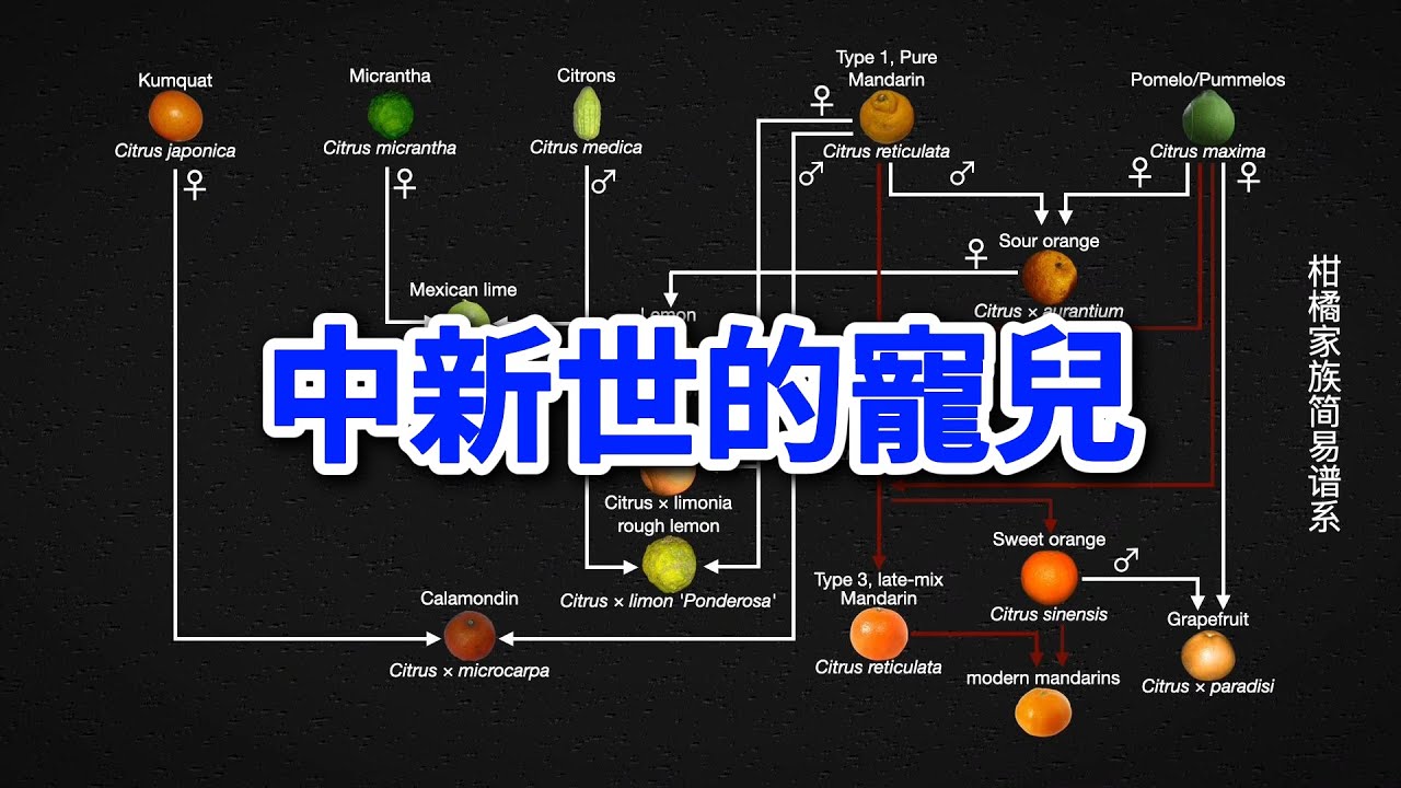柑橘：中新世的宠儿，柑橘的演化历史