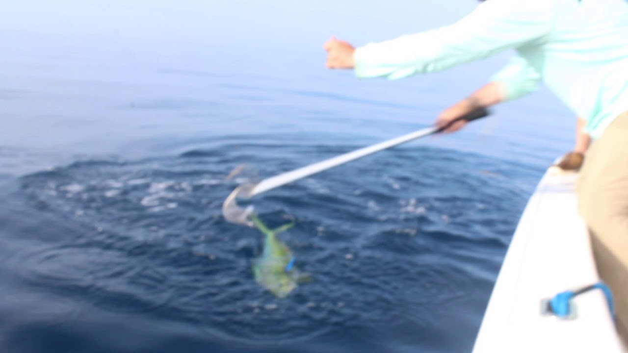 Mahi Hammerhead 5 7 19