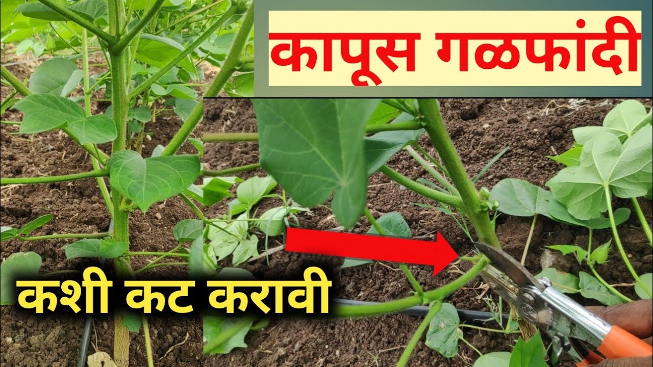 कापूस पिकाची गळफांदी कधी,कशी व का कट करावी ?याचे फायदे काय?दादा लाड चांडक मेथड तंत्रज्ञान