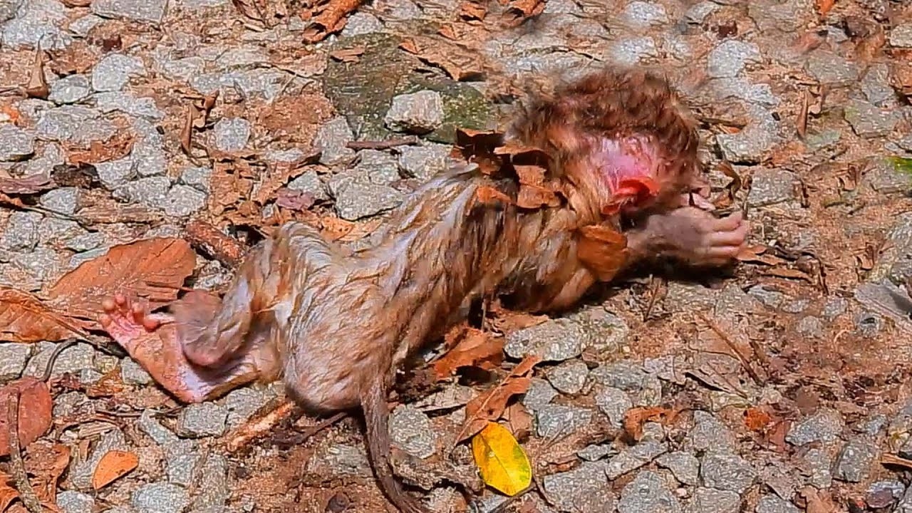 Please Help!! This is so sad for the monkey!!!