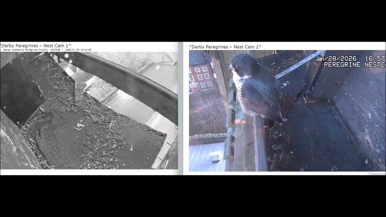 Derby Peregrines Pair there after dusk 28th Jan 2026