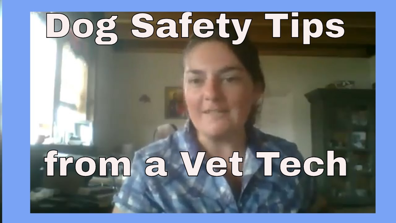 How to take care of a service dog in hot weather : Vet tech interview