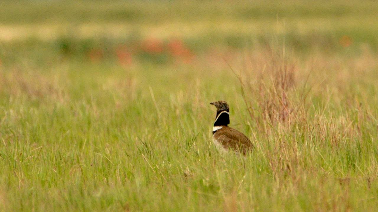 Buscando aves esteparias (1&ordf; parte)