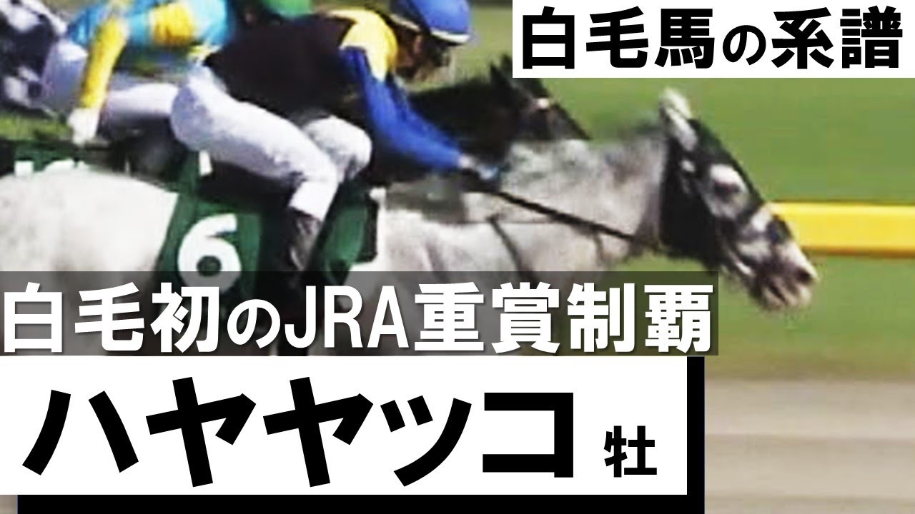 偉業！白毛馬初のJRA重賞制覇【ハヤヤッコ】
