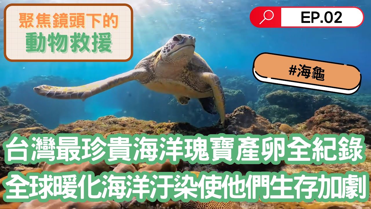 台灣最珍貴的海洋瑰寶！海龜上岸產卵全紀錄，母龜竟流下眼淚？全球暖化導致數量減少，小海龜破殼而出逆境中前行，卻躲不過海洋垃圾致命威脅！｜聚焦全世界｜聚焦鏡頭下的動物救援｜舒夢蘭