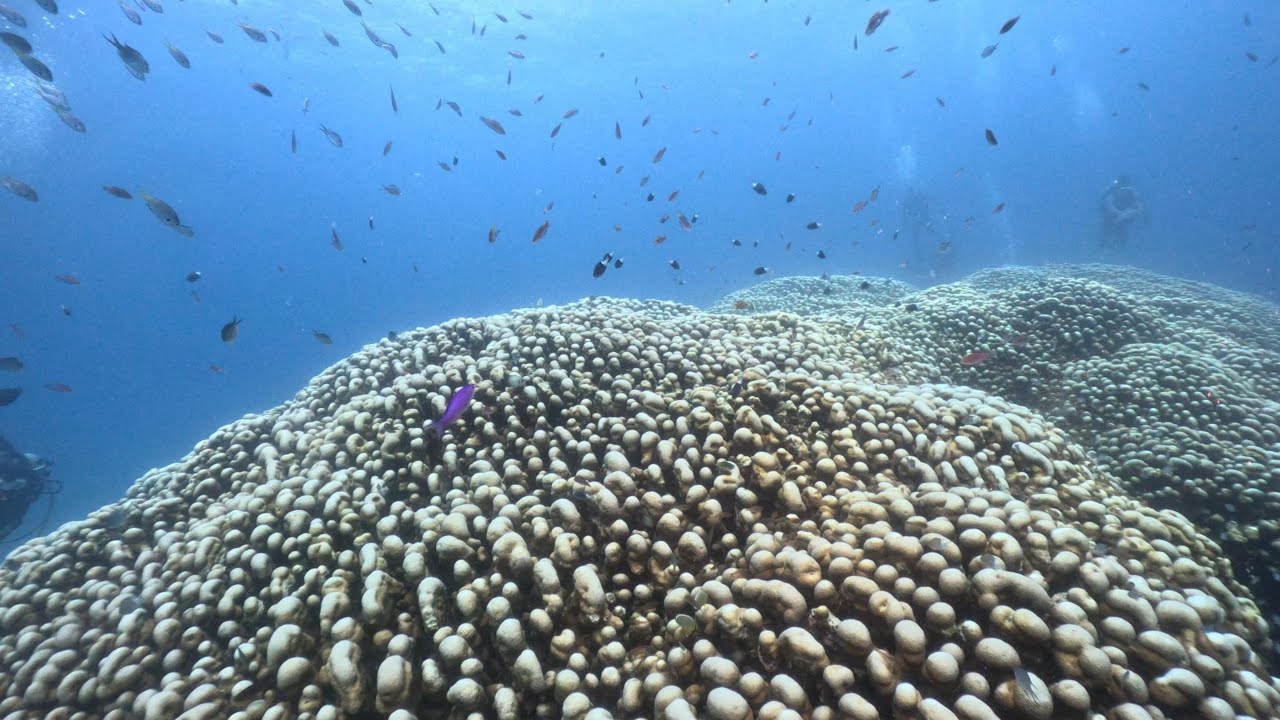 4K60fps 奄美大島ダイビング ＜2025.9.6~9＞ Diving in Amami Oshima