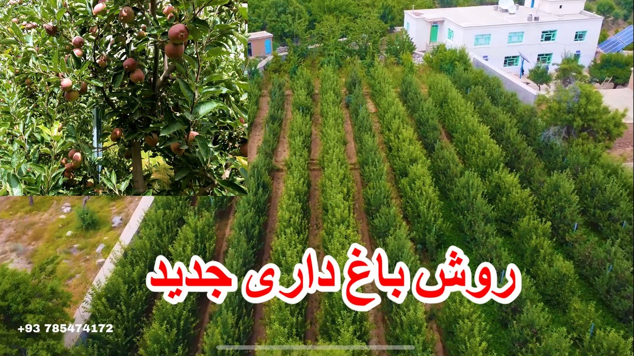 عصری ترین باغ سیب با زمین کم برداشت زیاد 🍏جاغوری زیبا