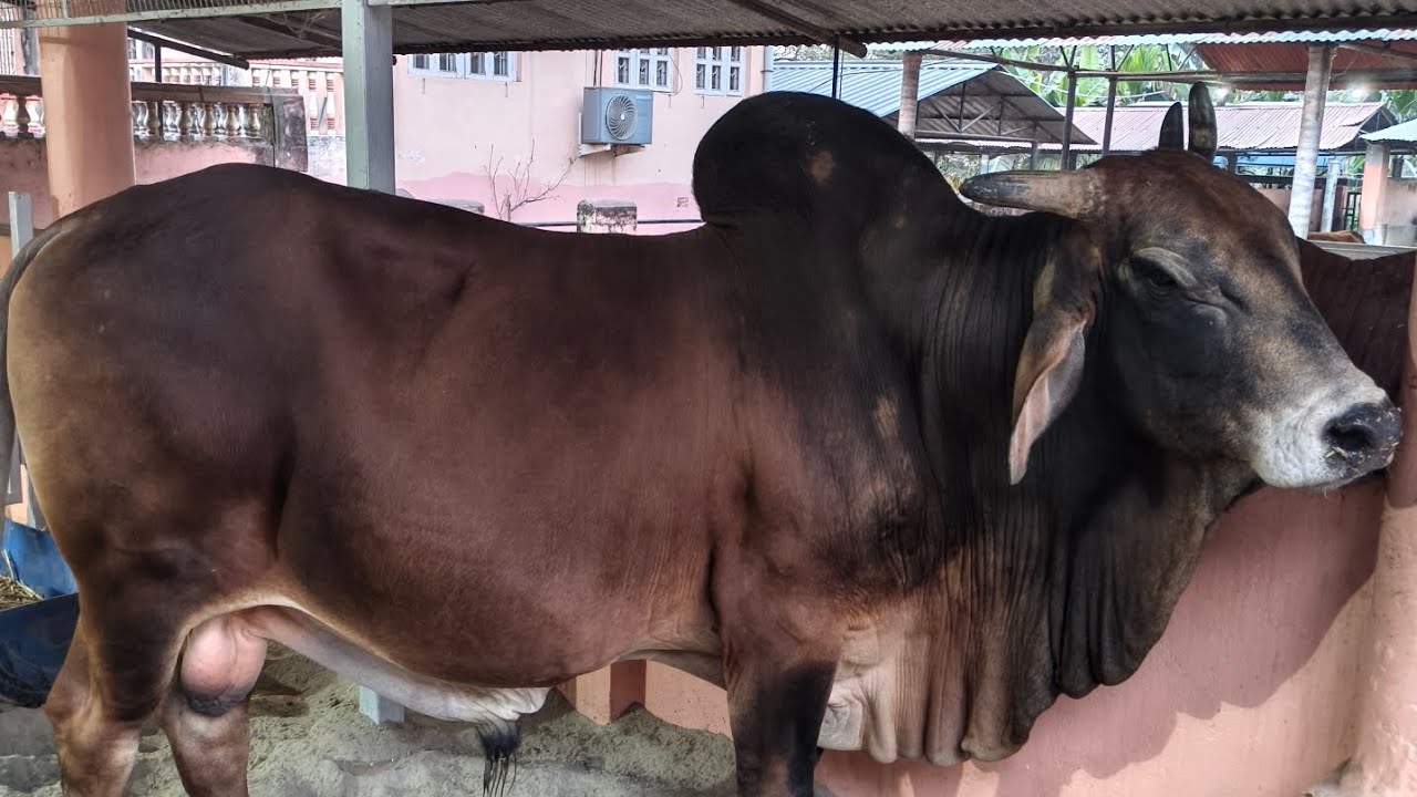 Mayapur Goushala ♥️ lovely experience to explore the Goushala 😍