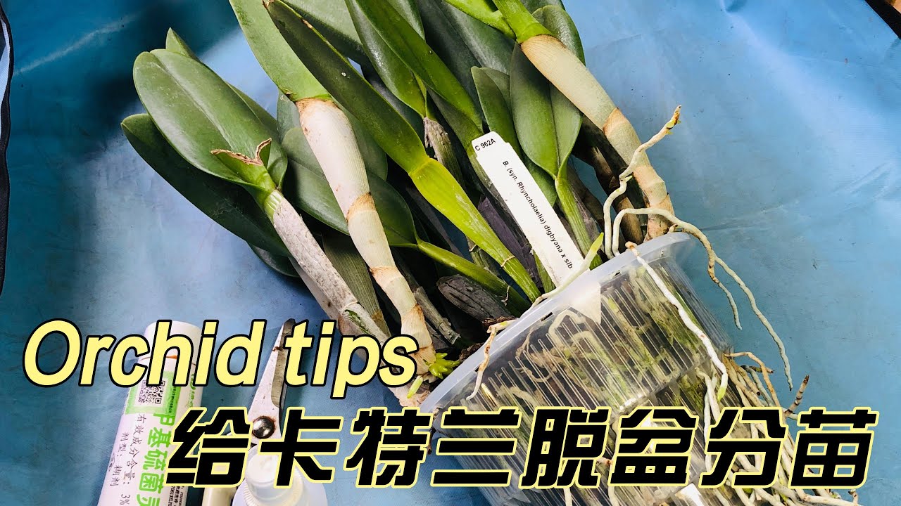兰花种植经验分享—卡特兰脱盆分苗 orchid Cattleya branch