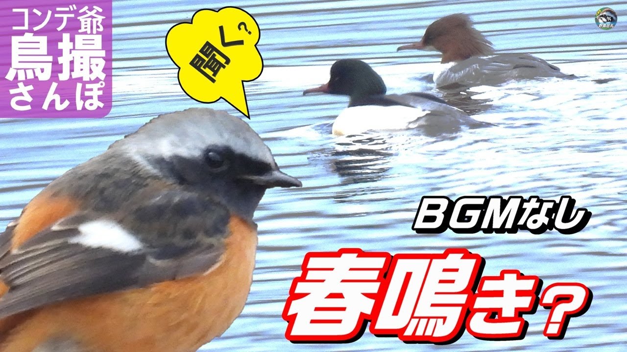 野鳥の春鳴きBGMなしで　野鳥が北播磨のええとこ教えてくれた