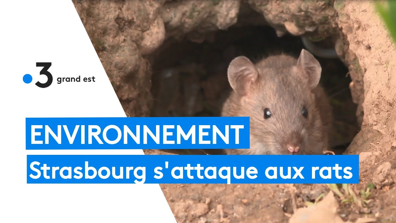 Environnement : Strasbourg s'attaque aux rats