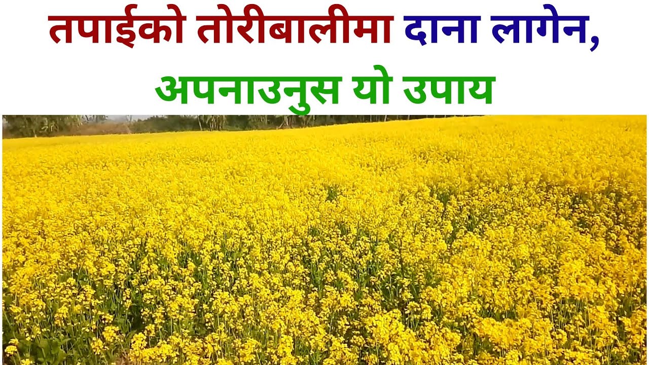 तोरीबालीमा दाना लागेन ,अपनाउनुस यो उपाय I Cause Of Poor Grain Formation In Mustard Farming