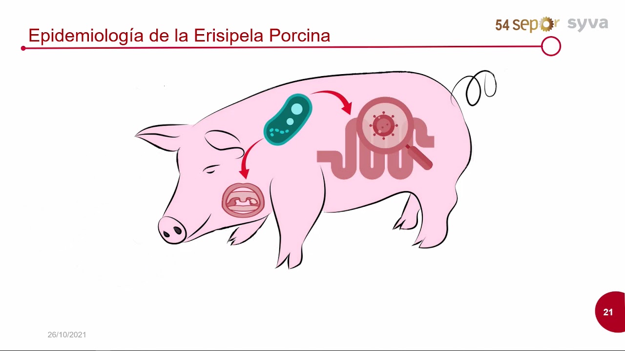 Impacto subclínico de la Erispela Porcina.Ventajas de la inmunización específica frente la patología