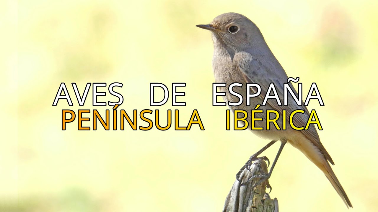 Aves de Espa&ntilde;a||Peque&ntilde;os Documentales 4k||El Colirrojo Tiz&oacute;n 🐦||Phoenicurus Ochruros.
