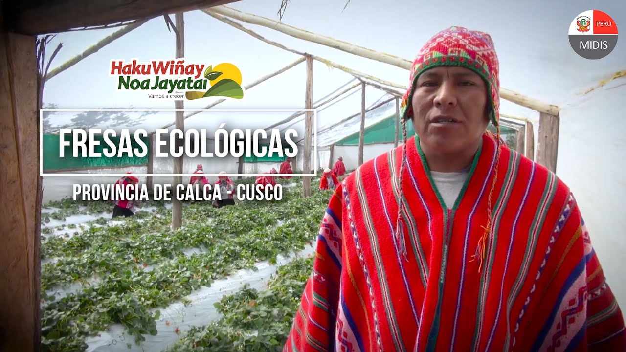 2020 08 31 - Cusco, Calca - Fresas Ecológicas Andinas para el desarrollo familiar rural