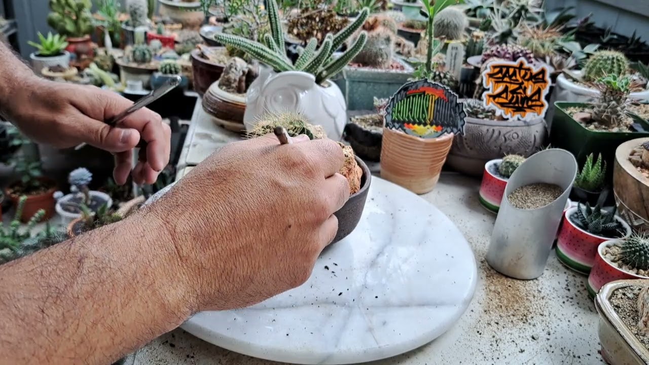 cactus staging