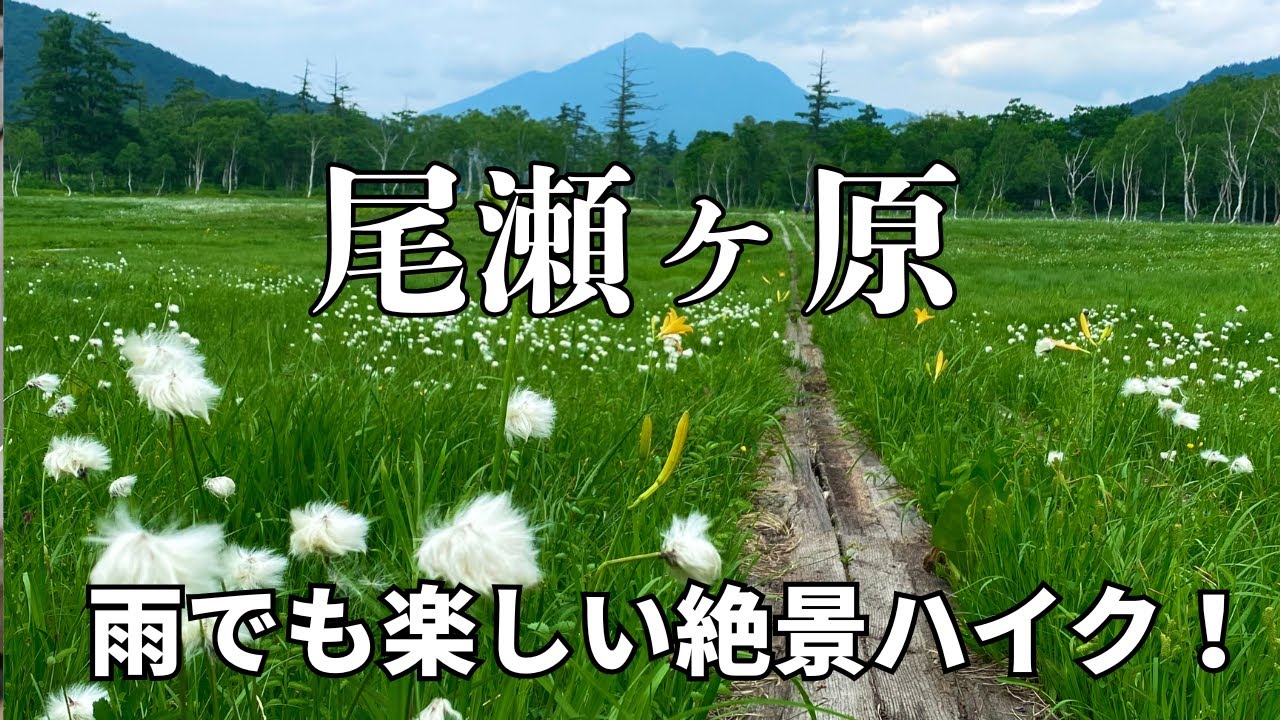 【尾瀬】雨でも楽しめる尾瀬ヶ原、鳩待峠から尾瀬小屋までの絶景ハイキング！