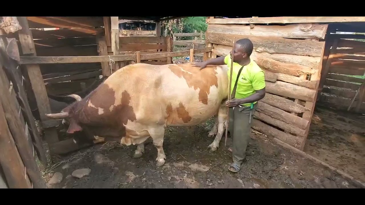 Irungu, a day before its fight against Tanji