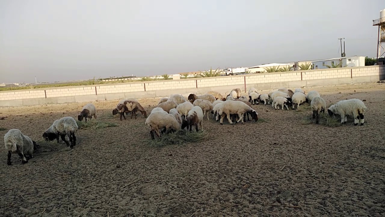 تغذيه الاغنام المحاضره الثانيه (تغذيه الاغنام الحوامل)