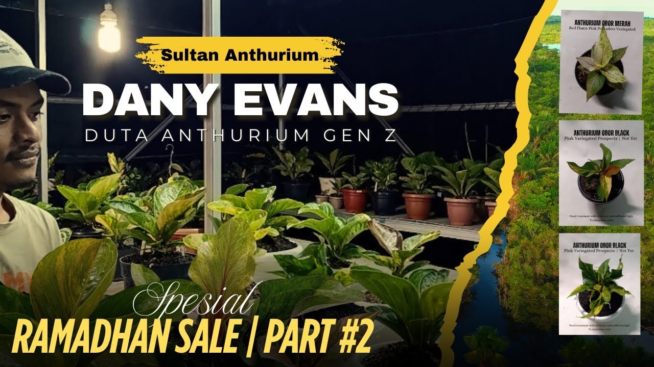 Berkarya di usia muda | Menciptakan Hybrid Anthurium Jemani | Dany Evans - Bandungan