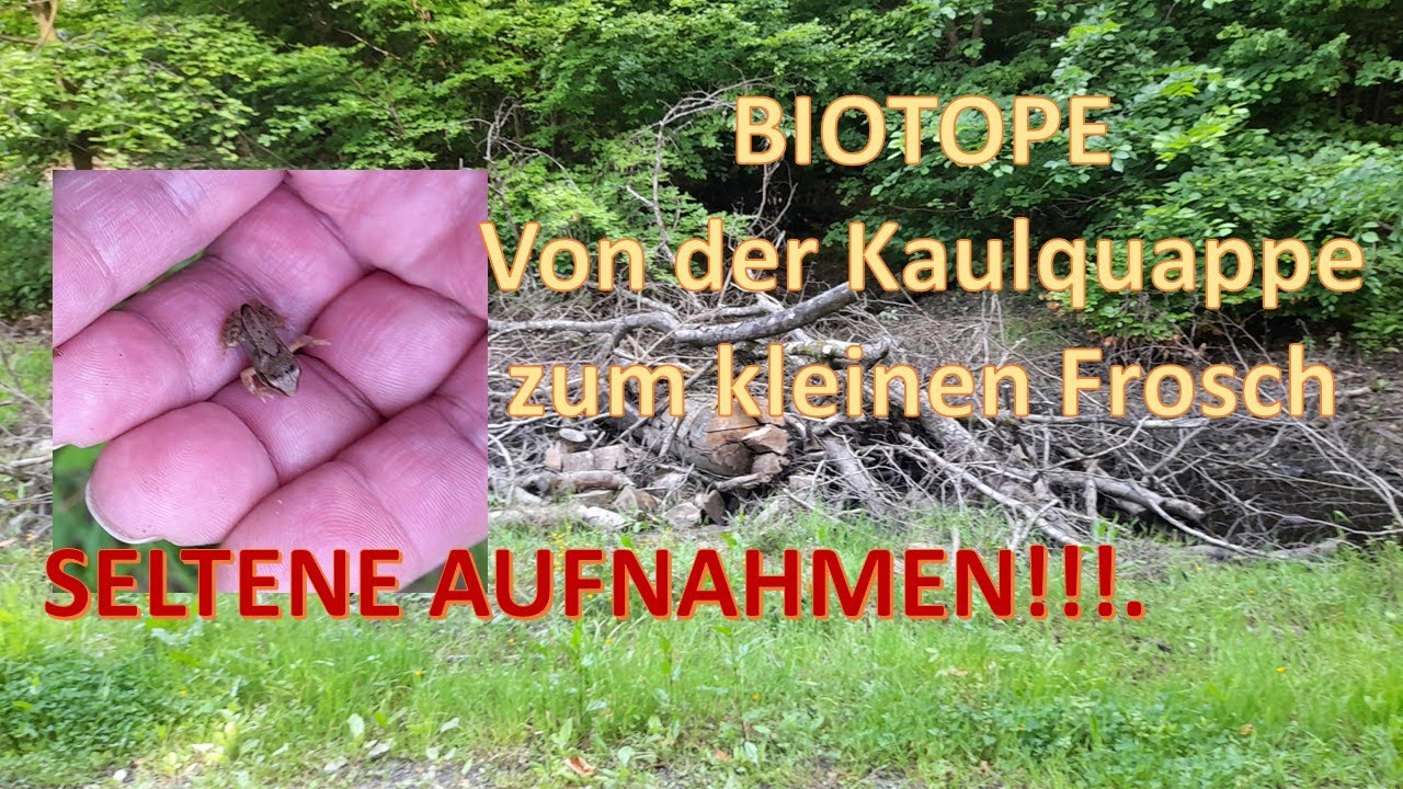 BIOTOPE - Von der Kaulquappe zum kleinen Frosch - Seltene Aufnahmen