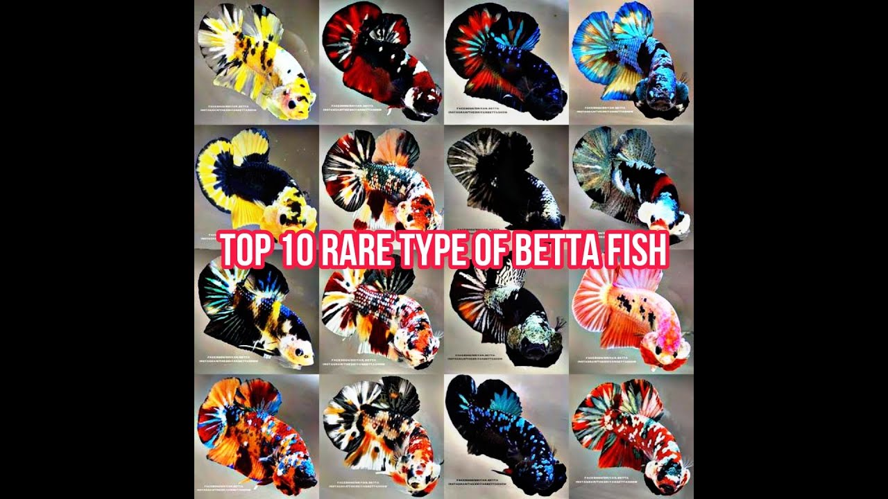 TOP 10 RARE TYPE OF BETTA FISH