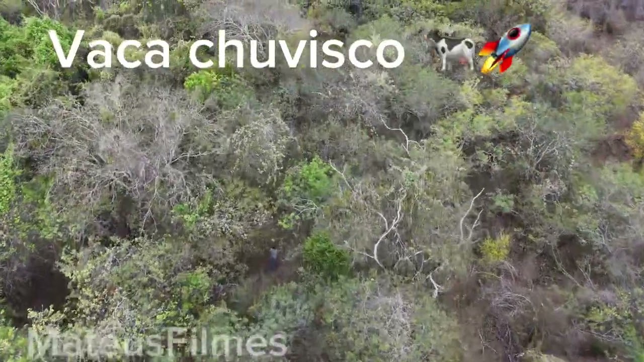 24ª CORRIDA DA VACA CHUVISCO 