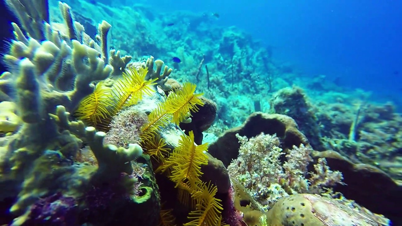 Diving in Bloody Bay (Negril, Jamaica, February 2017). HD 1080p