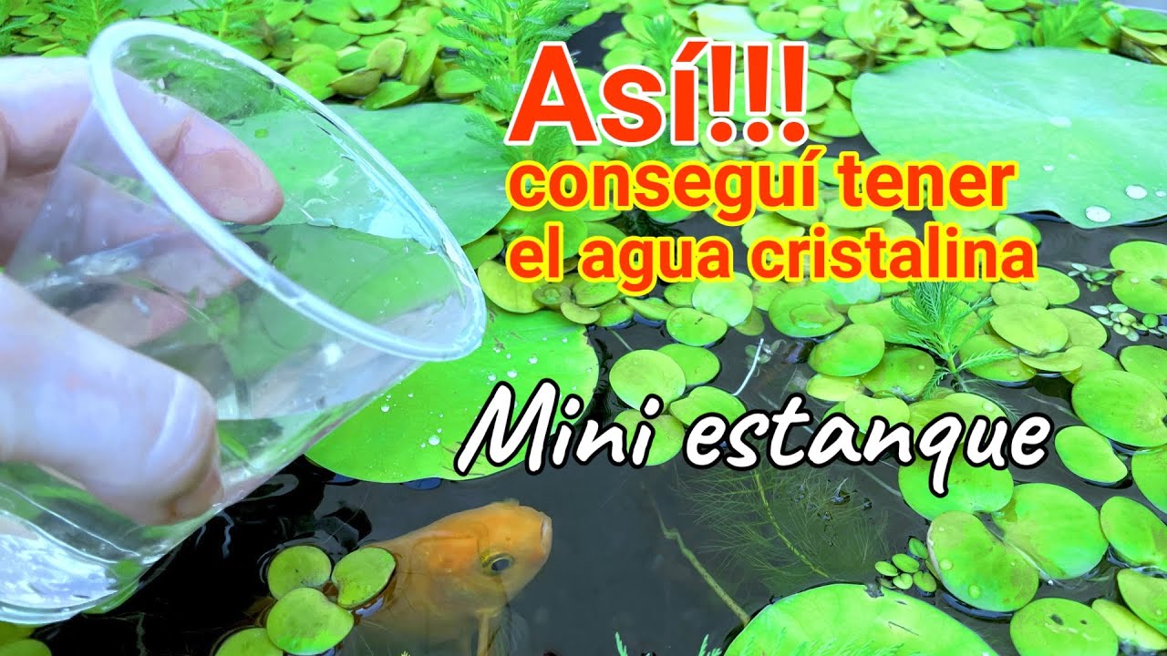 Mini Estanque con agua cristalina, por fin !!!