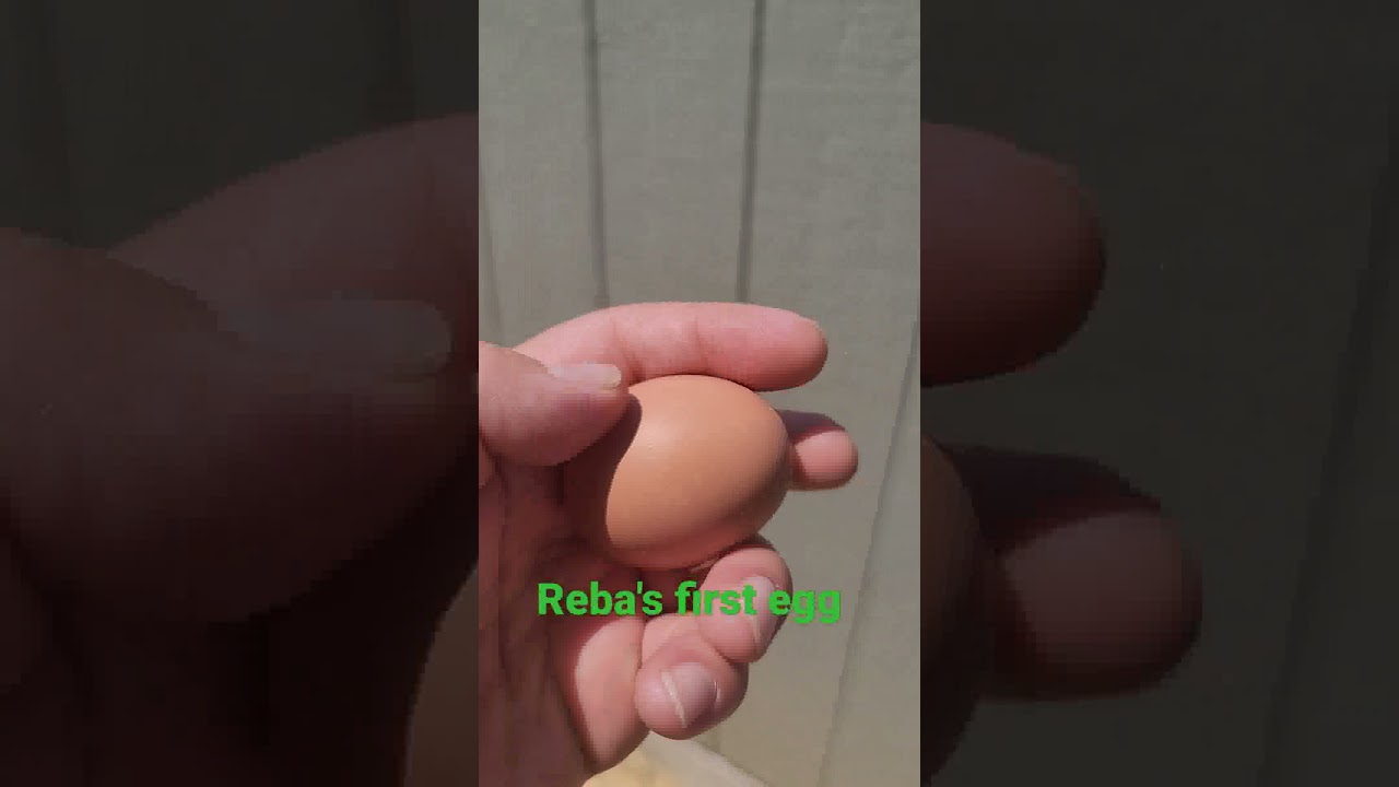 Luca,  reba's first egg.