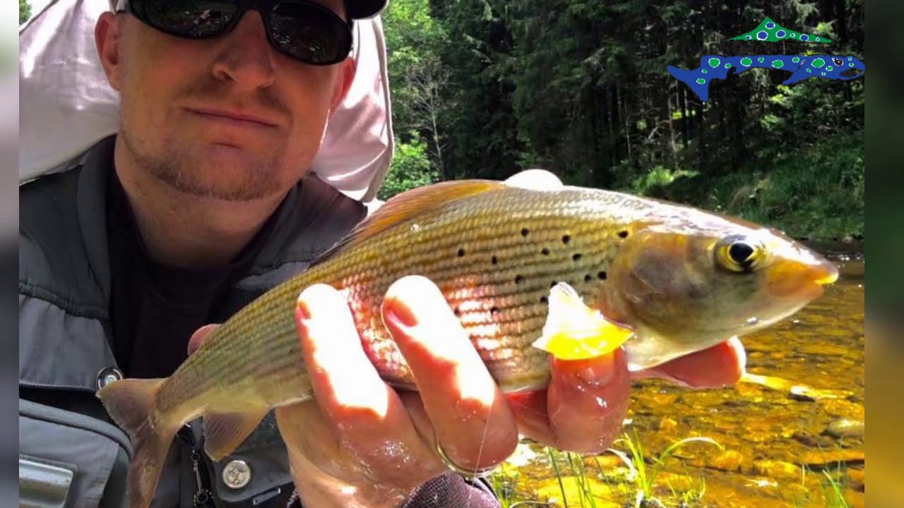 Fly fishing for trout, grayling and carp - Fly Fishing Romania