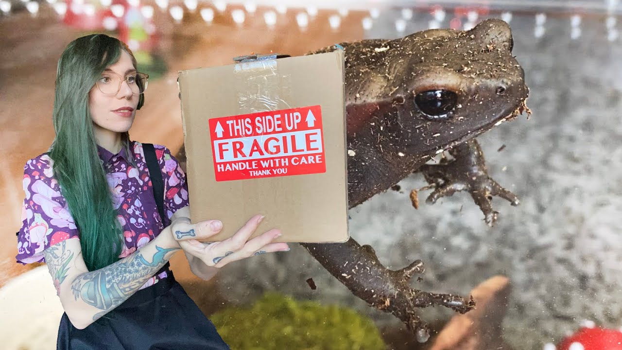 Unboxing a HUGE POISONOUS TOAD! (but he mostly just hisses)