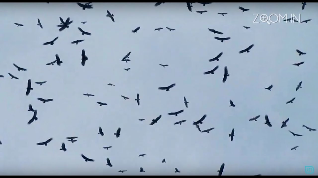 Zoom IN 15052016 - Unazimi i shpendeve ne Shqiperi