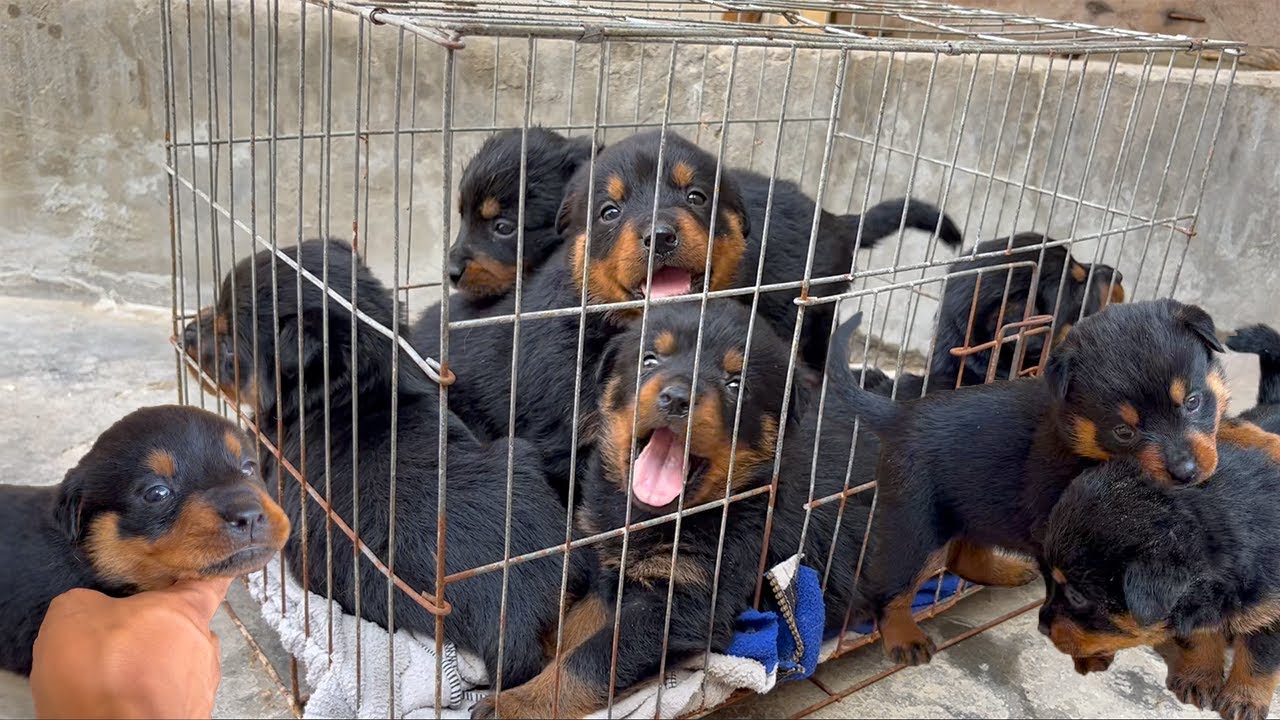 Rottweiler Cachorros - 1 mes de nacido Rocky x Sara 🐶🐶🐶🐶🐶