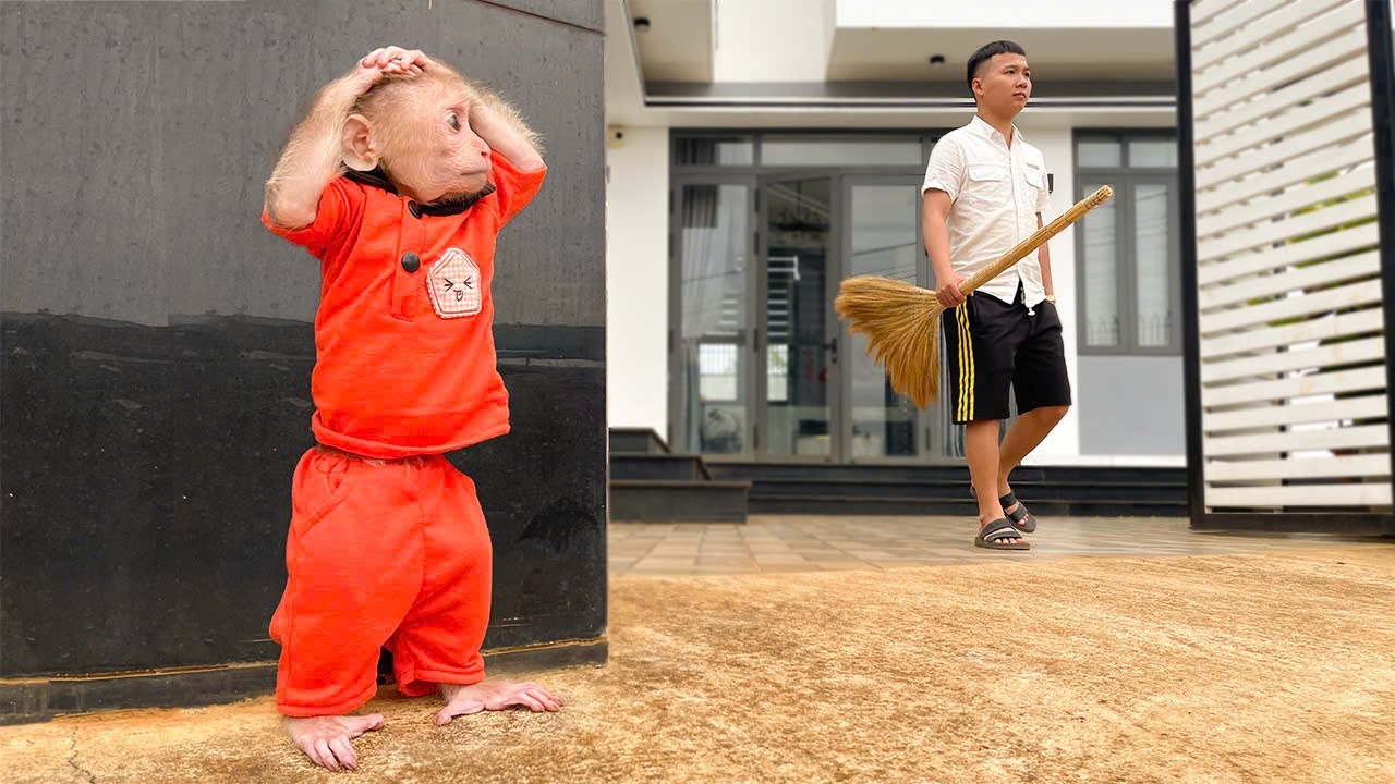 OMG😱! Cubis Monkey Fears Punishment for Stealing Dad's Money!