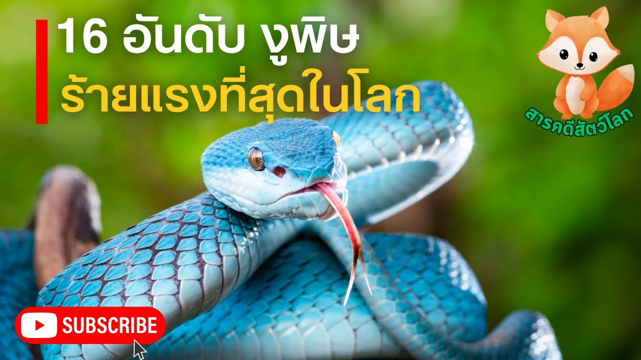 16 งูพิษร้ายแรงที่สุดในโลก 16 อันดับงูที่อันตรายที่สุดในโลก งูพิษที่คุณไม่อยากเจอมัน!