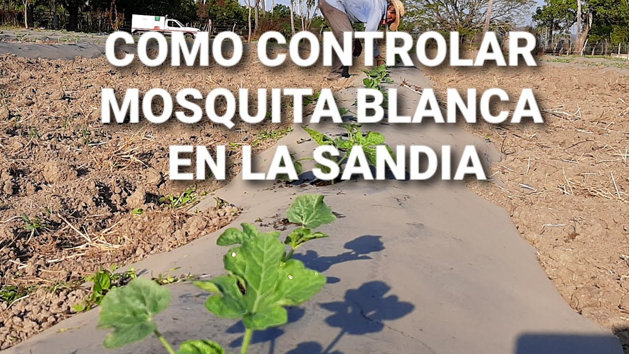 Cómo controlar plaga de mosquita blanca en sandía.