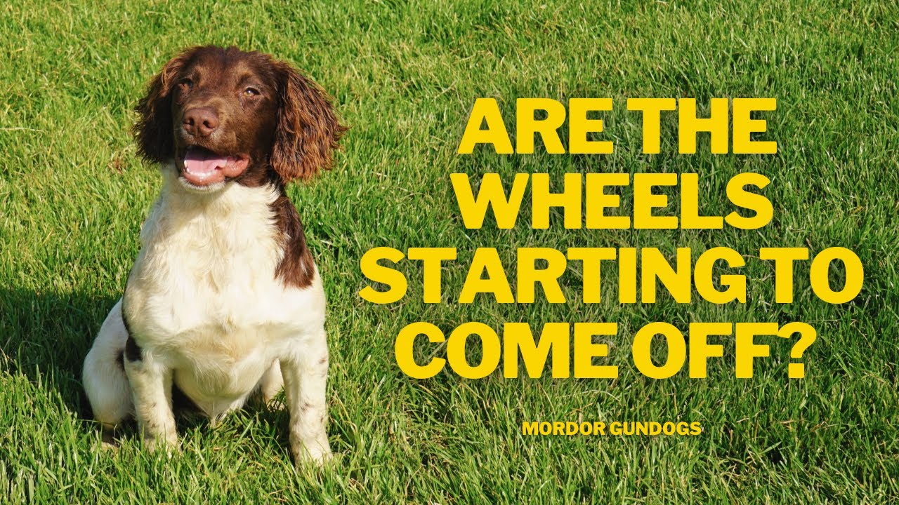 A Realistic Training Session With A Five Month Old Puppy