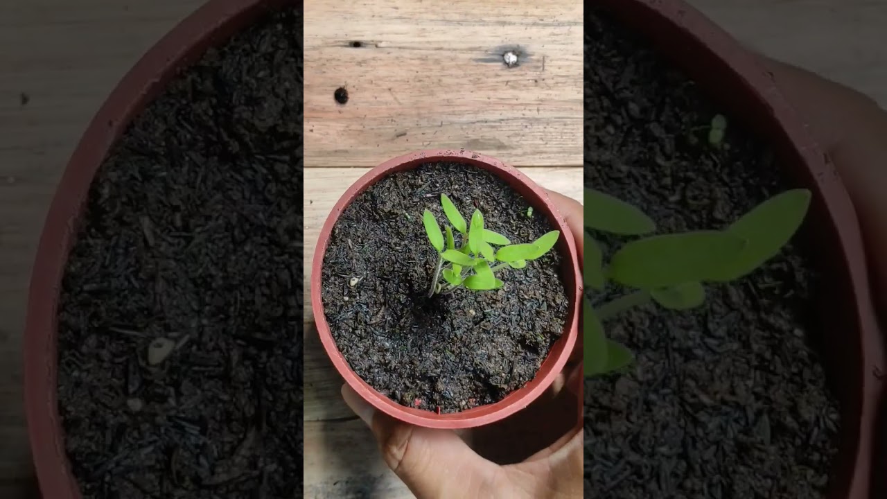 Paano Magtanim ng Kamatis #gardening #kamatis #tomato #containergardening #urbangardeningdiy