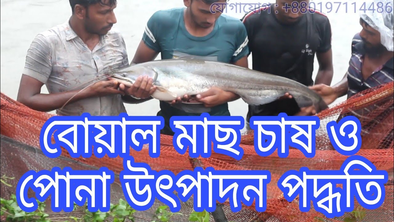 বোয়াল মাছ, বোয়াল মাছ চাষ, বোয়াল মাছের পোনা, boal fish framing, বোয়াল মাছ ধরা, মাছ, মাছ চাষ, fish,