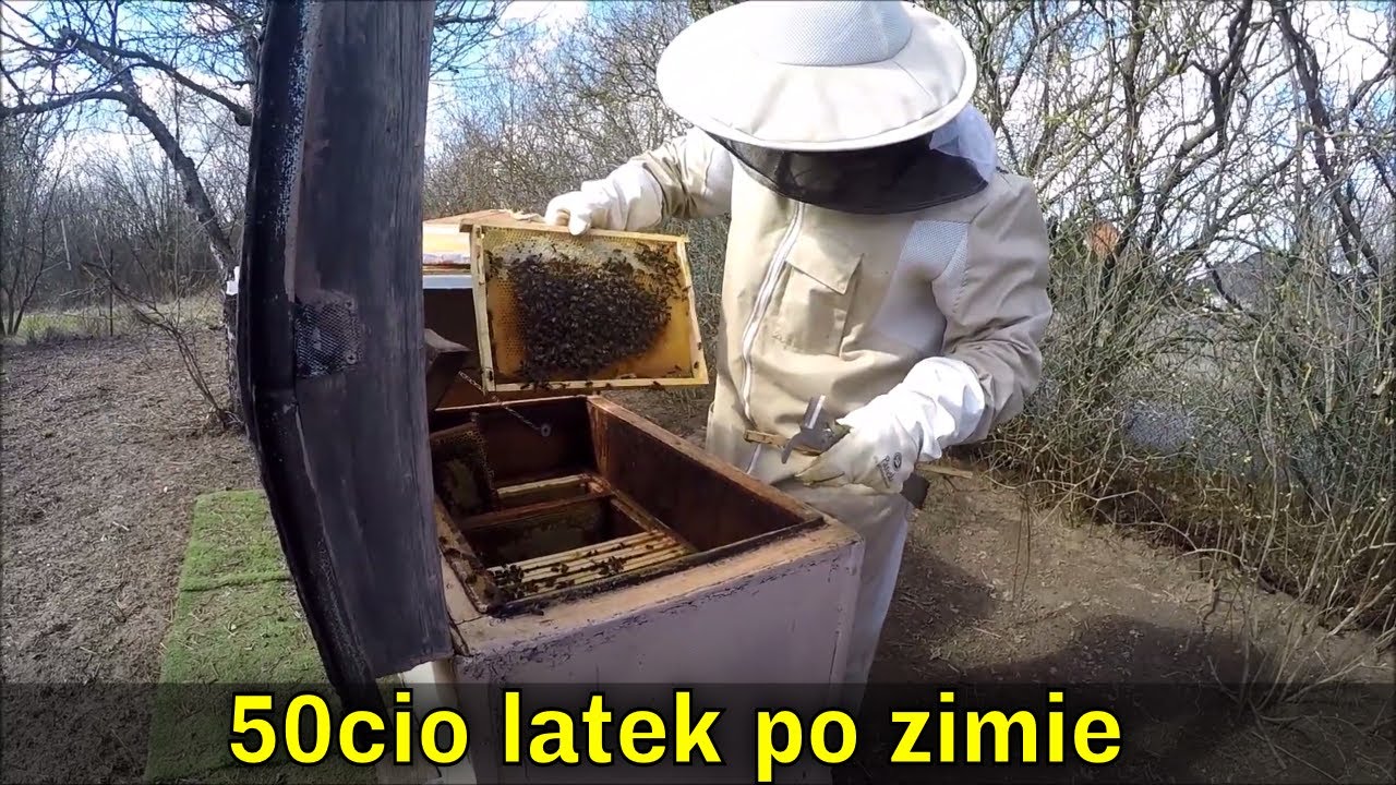 50cio letni ul nadal żywy 29.03
