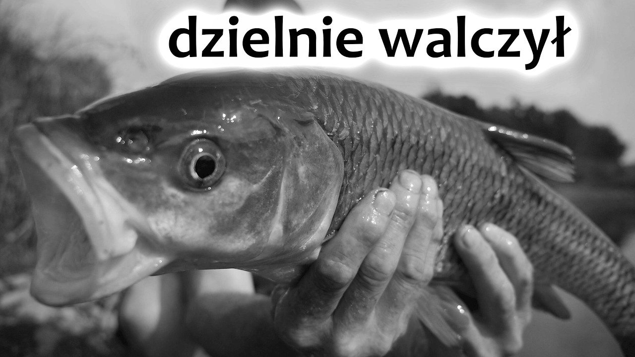 Spławik, bat i kleń 54cm