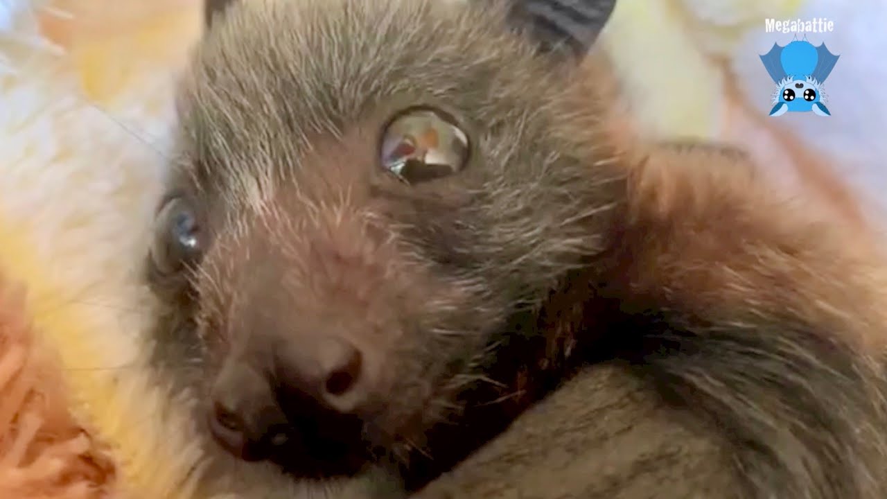 Rescuing a baby flying-fox on the ground:  this is Farley